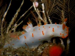 Close up of a clown dorid taken at Bell Island in the San... by Steve Brown 